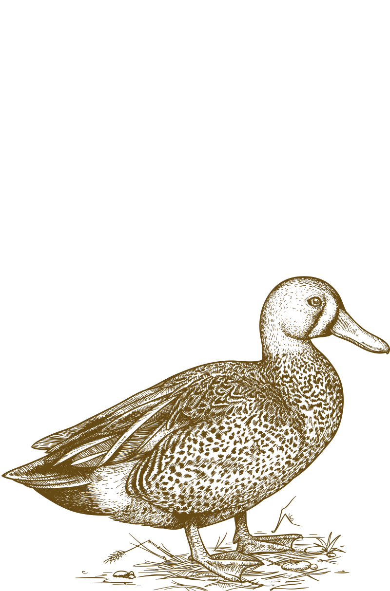 Duck